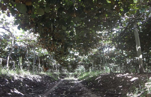 Campo De Kiwis En Villa Parque Sicardi (leer Descripción Del Negocio Y Su Rentabilidad)