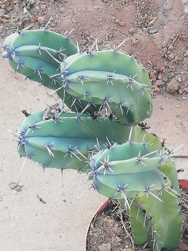 Un Esqueje Garambullo, Myrtillocactus (20-30cm) Hijuelo (Usado)