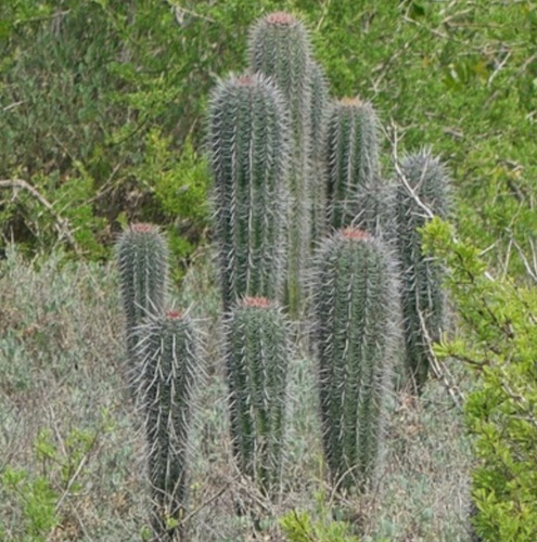 Pachycereus Pringlei, Cardon, 15 Semillas, Nv
