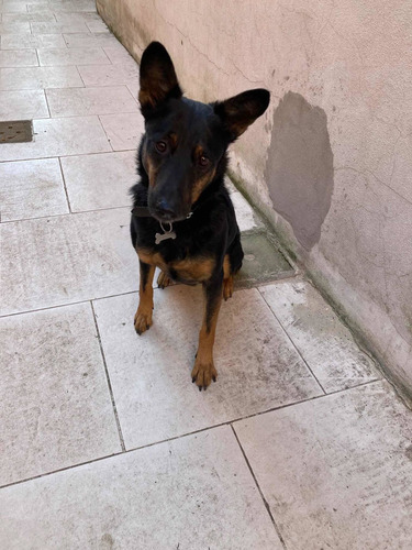 Imagen 4 de 5 de Se Da En Adopción Perro Mediano 5 Años