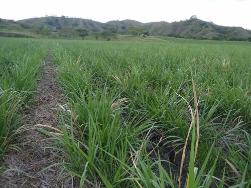 Se Vende Finca Zarzal Valle Del Cauca 