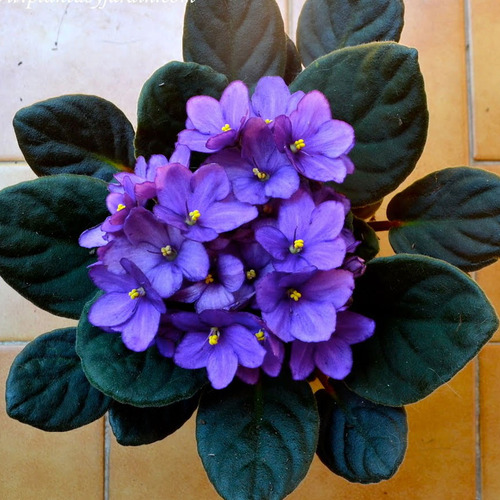 Kit Orgánico Anturios Y Violetas Brillo, Raíz Fertilizante