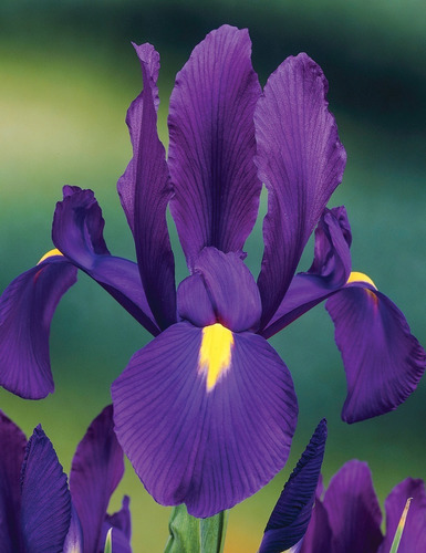 Bulbos De Iris Hollandica 4 Colores X 5 Bulbos De Holanda