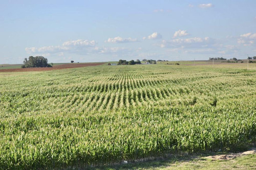 Fantástico Campo En Uruguay De 32 Ha Sin Mejoras En Artilleros, Colonia Del Sacramento, Uruguay.