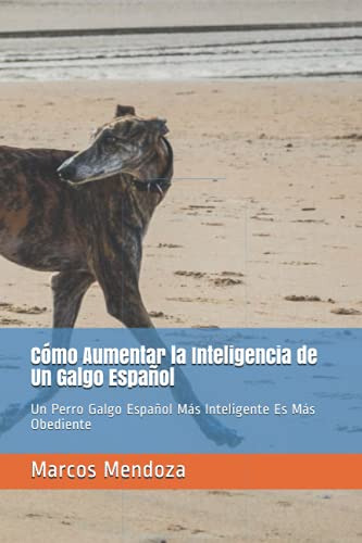 Como Aumentar La Inteligencia De Un Galgo Espanol