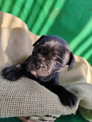 Buldog Francês