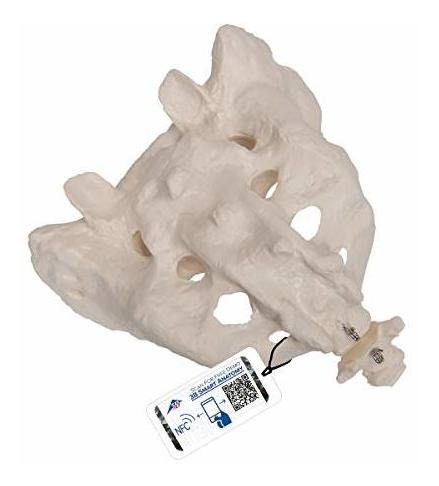 Visit The 3b Scientific Store A70 6 Sacrum