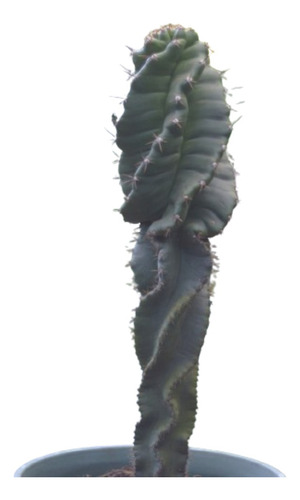 Cactus Cereus Forbesii Spiralis, Cactus Espiralado Planta