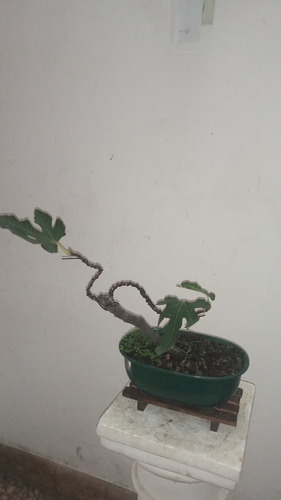Bonsai De Higuera Da Higos Negros Maceta Ovalada Plástico