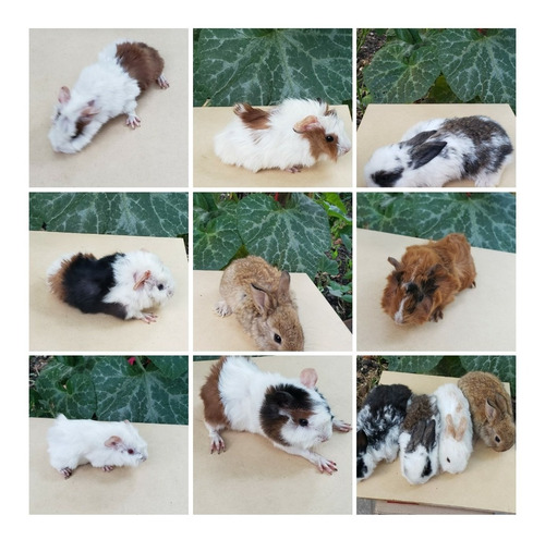 Cobayos Bebés (Usado)