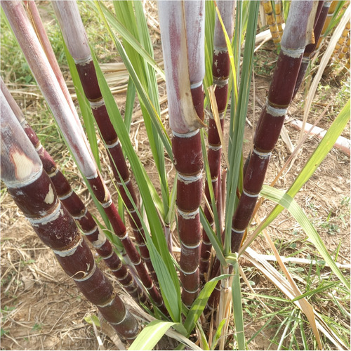 Muda De Cana Caiana Roxa Kit Com 10 Olhos Muda Veja Foto