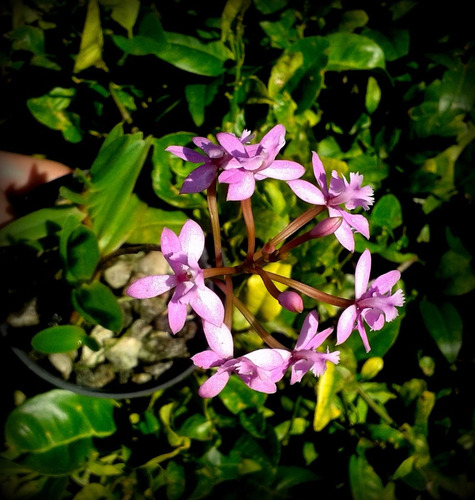 Epidendrum Ellipticum