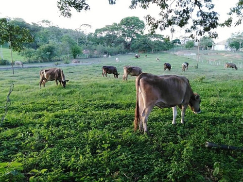 Imagen 3 de 15 de Belklia/ofrece Finca 242h.a ,pista Aterrizaje Carabobo (yol)