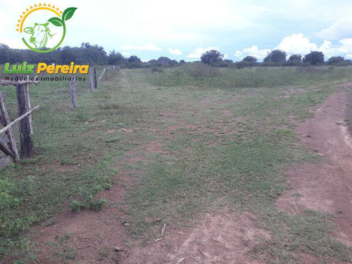 Imagem 5 de 15 de Fazenda À Venda Em Divinópolis - T0 - 1.287,44 Hec (dupla Aptidão) - 1767