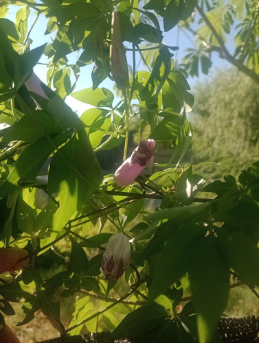 Semillas De Ipomoea Cairica