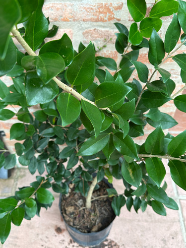 Olea Texano Verde 1m Maceta 10l Cerco Vivo Resistente