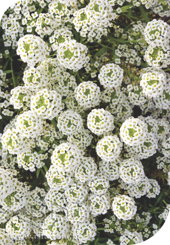 Sementes De Alyssum Compactum Branco