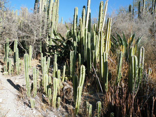 Pachycereus Marginatus, Cactus Organo, 20 Semillas