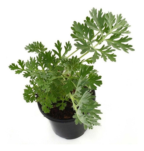 Planta De Ajenjo
