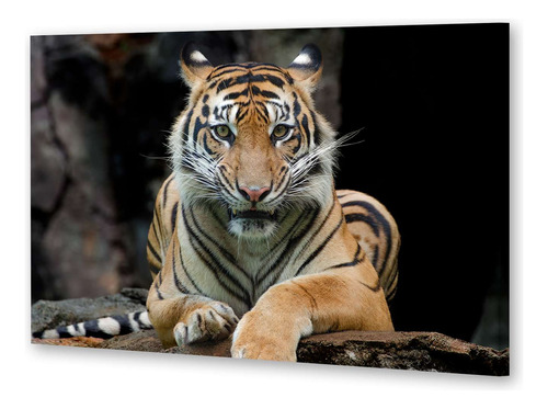 Cuadro 16x24cm Felinos Tigre Selva Zoologico Frente