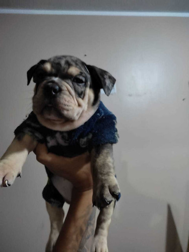 Imagen 2 de 5 de Exótic Bully Merle Cachorros
