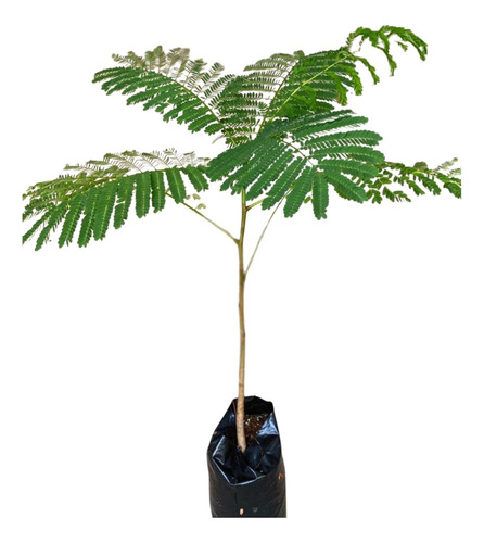 Planta Arbol Chopo