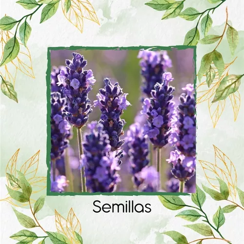 50 Semillas Lavanda Angustifolia Flores Melífera En Jardín