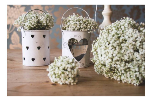 Semillas de mosquito blanco de Gypsophila Elegans, 50 gramos