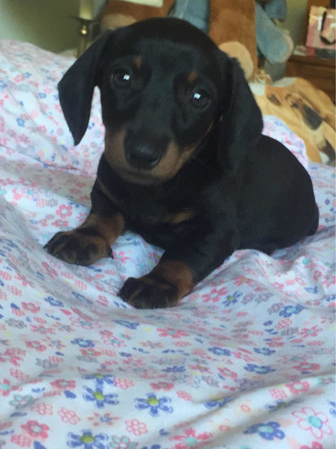 Espectaculares Dachshund Salchicha Mini