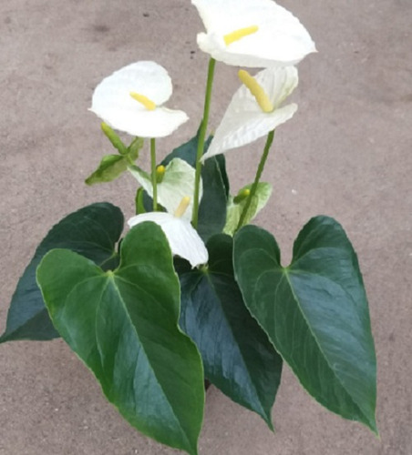 30 Semillas De Anthurium Blanco + Instructivo