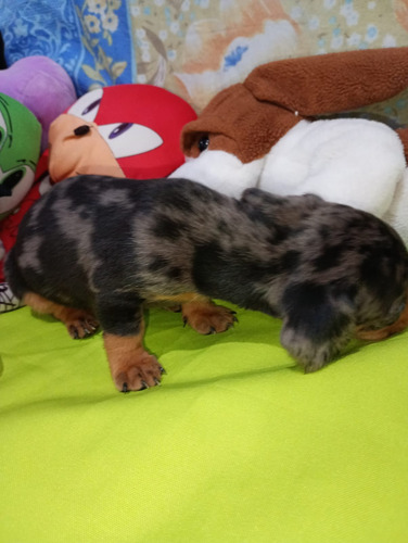 Cachorros Salchicha Dachshund Arlequín Plata.