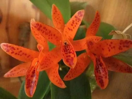 Orquidea Cattleya Aurantiaca * Mishima Spot * - Adulta
