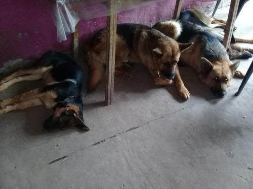 Ovejeros Alemanes Cachorros 45 Dias