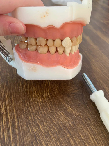 Imagem 3 de 5 de Manequim Odontologico Dental Art