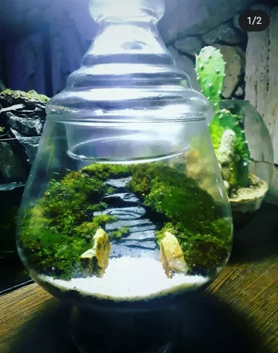 casete cooperar adjetivo Musgo Terrario | MercadoLibre 📦