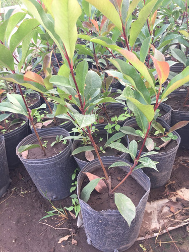 Planta De Photinia / Fotonia Ideal Cerco Vivo