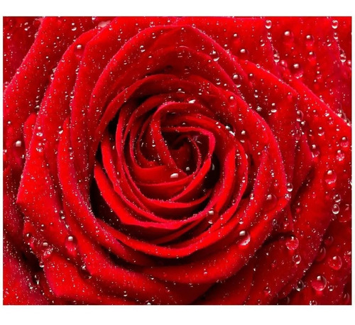 Papel De Parede Adesivo Flores Tam Gigante Rosas Vermelhas | Parcelamento  sem juros