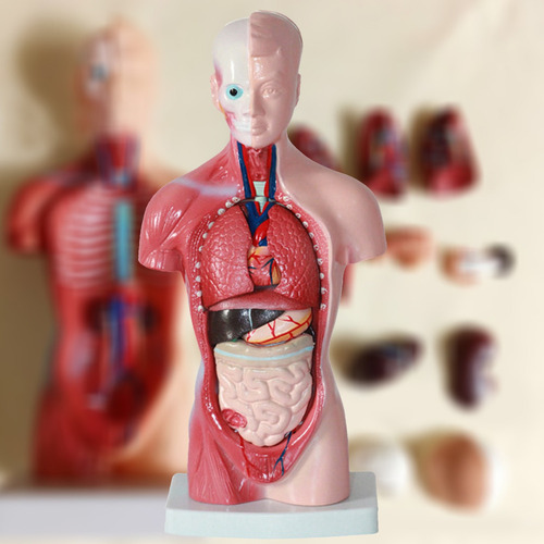 Figura Modelo Cuerpo Torso Humano Anatomía