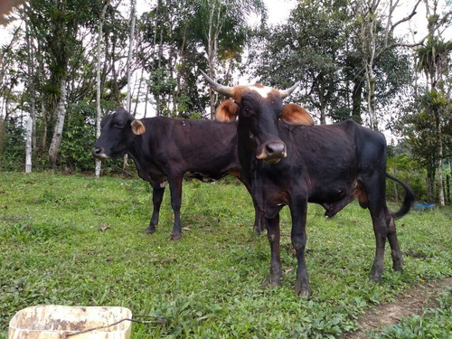 Imagem 23 de 30 de Chácara À Venda Em Juquitiba- Sp - 437 - 70366634