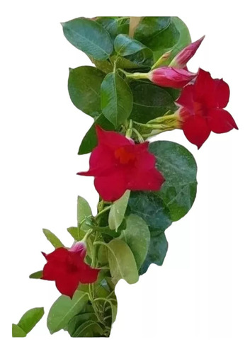 Dipladenia, Jazmín Chileno, Jazmín De Chile, Mandevilla 5lts