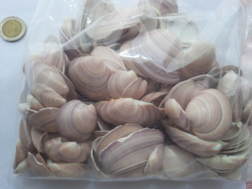 Caracol, Concha De Mar Mediana, Artesanía, Por 500 Grs