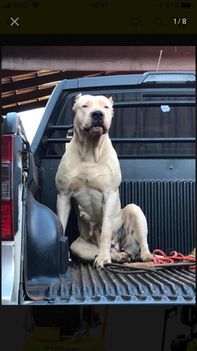Filhote De Dogo Argentino
