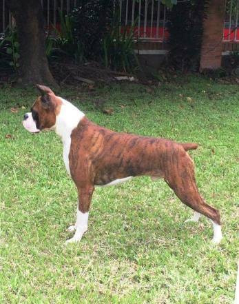 Hermoso Boxer Con Pedigri Para Salto 