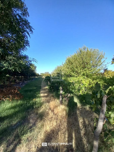 Imagen 18 de 23 de Finca Productiva De 17ha En General Alvear - Mendoza