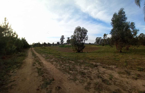 Imagem 5 de 12 de Chácara Em Eucaliptos, Fazenda Rio Grande/pr De 20000m² 1 Quartos À Venda Por R$ 180.000,00 - Ch1510288-s