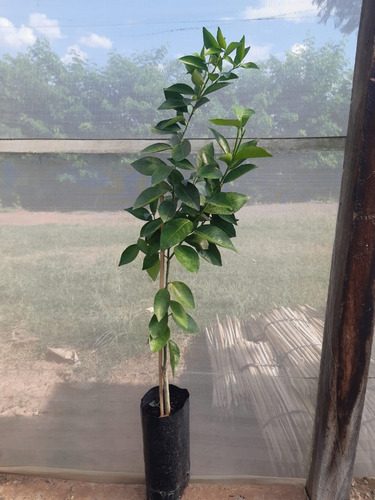 Imagem 4 de 8 de Muda Laranja Champanhe Enxertada Com 60cm