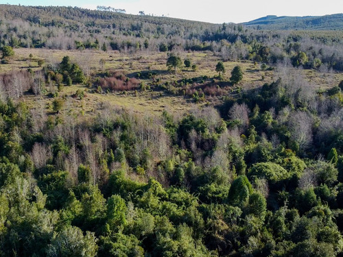 Campo En Fresia De 30 Hectáreas