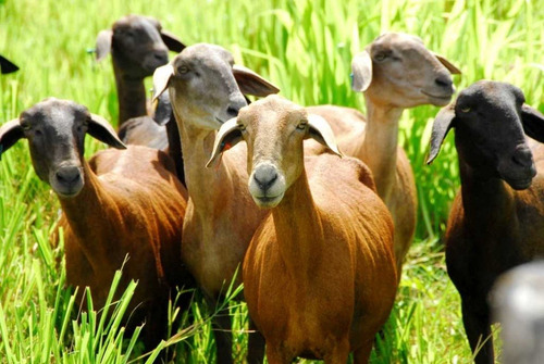 Corrida Financiera Para Engorda De Cabras