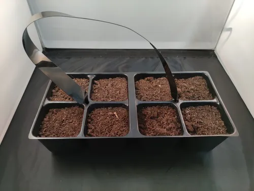 35 Semillas De Flor Lupino + Kit De Germinación