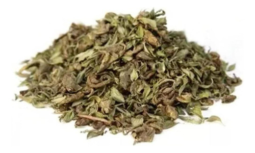 Chá De Ban-chá - Camellia Sinensis - Chá Verde
